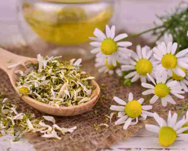 Chamomile