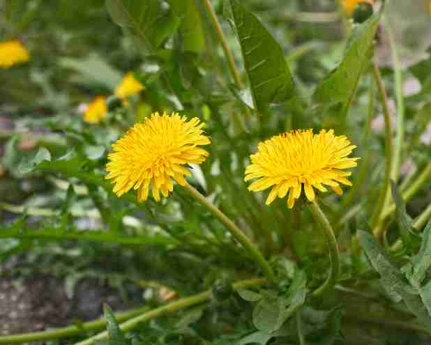 Dandelion-Leaves