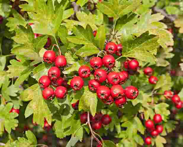 Hawthorn-Berries