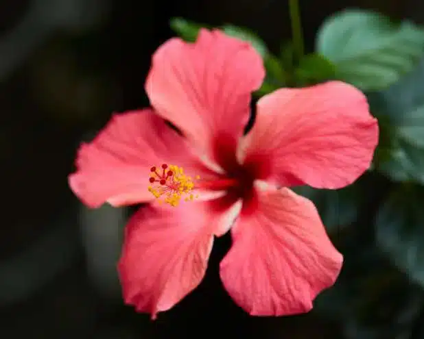 Hibiscus-Flowers