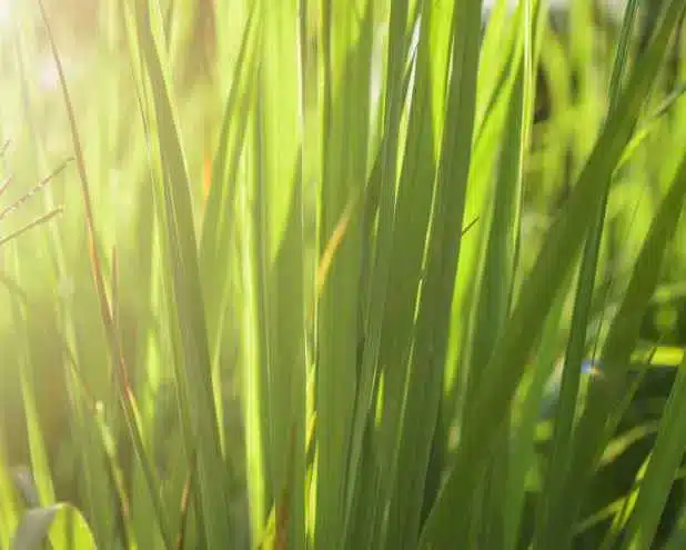Lemongrass